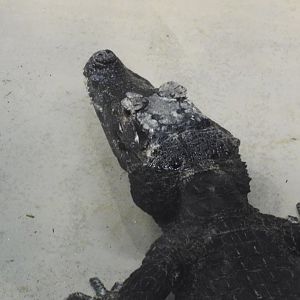 West african dwarf crocodile