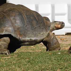Giant tortoise