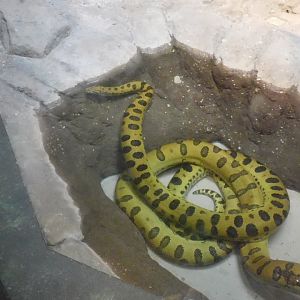 Green anaconda