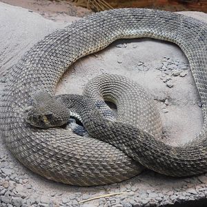 Western Diamond rattlesnake