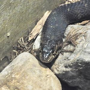 Northern Watersnake