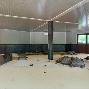 Bioparc Zoo de Doué - New Aldabra's giant tortoises and radiated tortoises house
