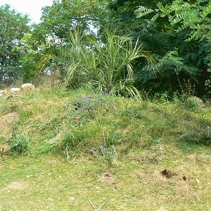 Bioparc Zoo de Doué - New Aldabra's giant tortoises and radiated tortoises exhibit