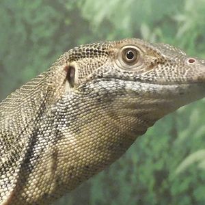 Mertans water monitor