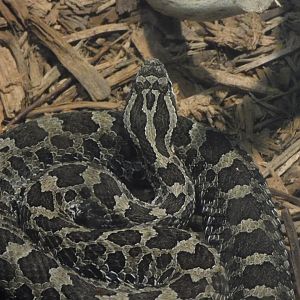 eastern massasauga