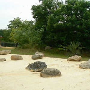 Bioparc Zoo de Doué - New Aldabra's giant tortoises and radiated tortoises exhibit