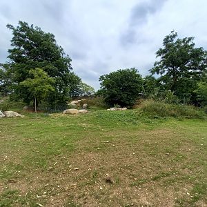 Bioparc Zoo de Doué - New Aldabra's giant tortoises and radiated tortoises exhibit