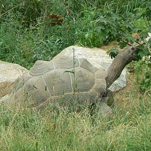 Bioparc Zoo de Doué - Aldabra's giant tortoise