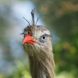 Red-legged seriema (Cariama cristata), 2021-09-02