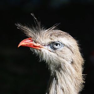 Red-legged seriema (Cariama cristata), 2021-09-02