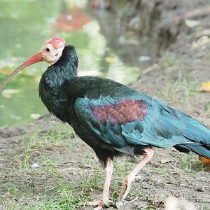 Southern bald ibis (Geronticus calvus), 2021-09-02