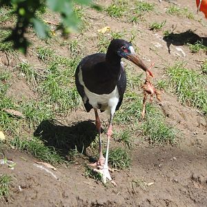 Abdim's stork (Ciconia abdimii) with breakfast, 2021-09-02