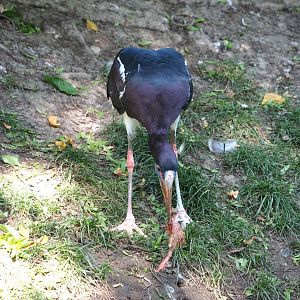 Abdim's stork (Ciconia abdimii) with breakfast, 2021-09-02