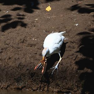 Western cattle egret (Bubulcus ibis ibis) with breakfast, 2021-09-02