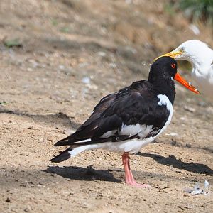 Eurasian oystercatcher (Haematopus ostralegus), 2021-09-02