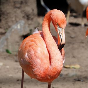 American flamingo (Phoenicopterus ruber), 2021-09-02