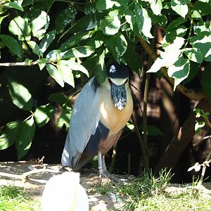 Honduras boat-billed heron (Cochlearius cochlearius ridgwayi), 2021-09-02