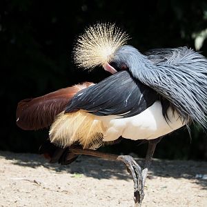 Western black-crowned crane (Balearica pavonina pavonina), 2021-09-02