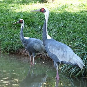 White-naped cranes (Antigone vipio), 2021-09-02