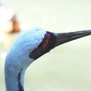 White-naped cranes(Antigone vipio), 2021-09-02