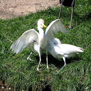 Western cattle egrets (Bubulcus ibis ibis), 2021-09-02