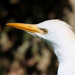 Western cattle egret (Bubulcus ibis ibis), 2021-09-02