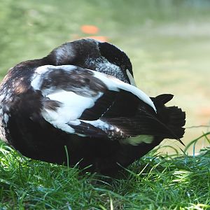 Common eider (Somateria mollissima mollissima), drake in eclipse plumage, 2021-09-02