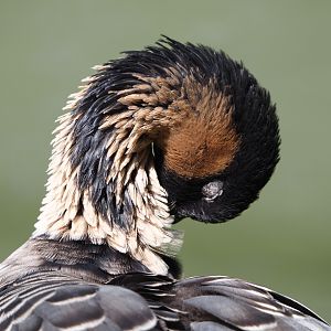 Nēnē or Hawaiian goose (Branta sandvicensis), 2021-09-02