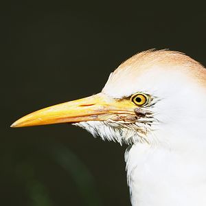 Western cattle egret (Bubulcus ibis ibis), 2021-09-02