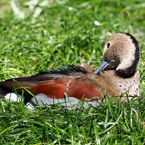 Ringed teal drake (Callonetta leucophrys), 2021-09-02
