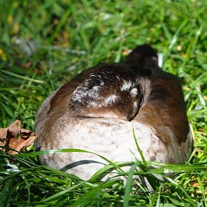 Female Ringed teal (Callonetta leucophrys), 2021-09-02