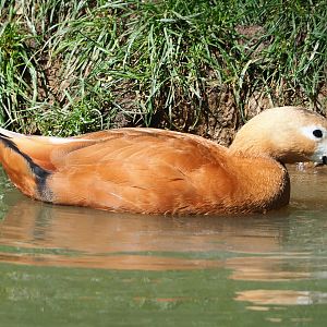 Ruddy shelduck (Tadorna ferruginea), 2021-09-02