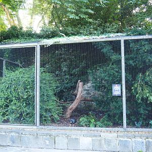 Striated caracara aviary, 2021-09-03