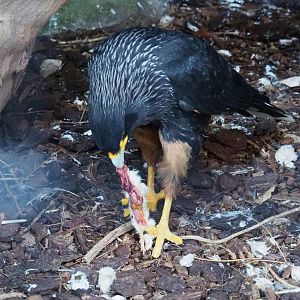 Striated caracara (Phalcoboenus australis) with breakfast, 2021-09-03