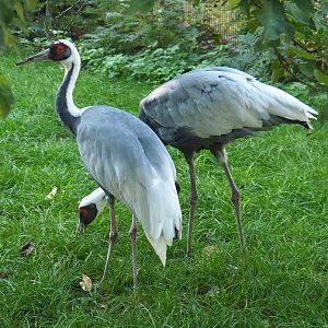 White-naped cranes (Antigone vipio), 2021-09-03