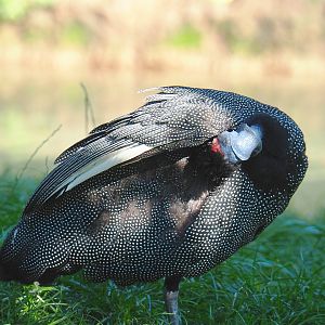 Eastern crested guineafowl (Guttera pucherani), 2021-09-03