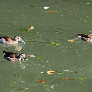 Ringed teals (Callonetta leucophrys), 2021-09-03