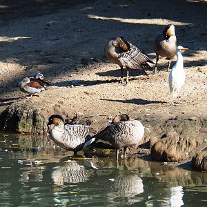Nēnēs (Branta sandvicensis), Ringed teals (Callonetta leucophrys) and Western cattle egret (Bubulcus ibis ibis), 2021-09-03