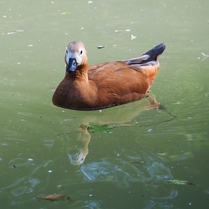 Ruddy shelduck (Tadorna ferruginea), 2021-09-03
