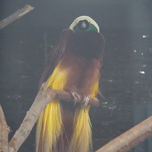 Greater bird-of-paradise (Paradisaea apoda), 2021-09-03