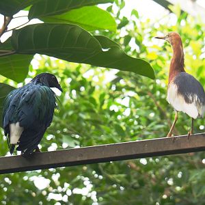Nicobar pigeon (Caloenas nicobarica) and Javan pond heron (Ardeola speciosa), 2021-09-03
