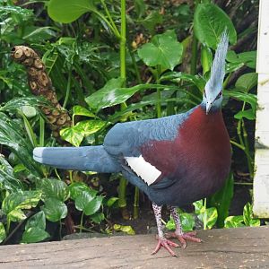 Sclater`s crowned-pigeon (Goura sclateri), 2021-09-03