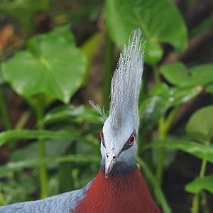 Sclater`s crowned-pigeon (Goura sclateri), 2021-09-03