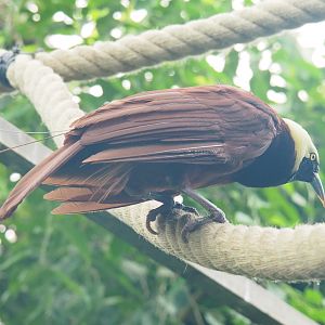 Greater bird-of-paradise (Paradisaea apoda), 2021-09-03