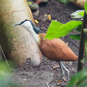 African jacana (Actophilornis africanus), 2021-09-03