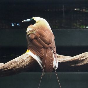 Lesser Bird-of-paradise (Paradisaea minor), 2021-09-03