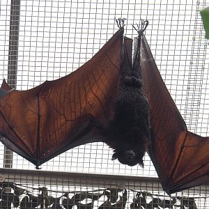Large flying fox (Pteropus vampyrus), 2021-09-03