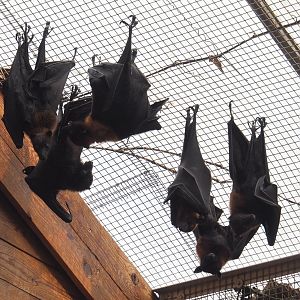Lyle's flying foxes (Pteropus lylei), 2021-09-03
