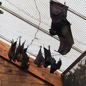 Large flying fox (Pteropus vampyrus) and Lyle's flying foxes (Pteropus lylei), 2021-09-03