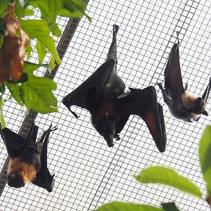 Lyle's flying foxes (Pteropus lylei), 2021-09-03